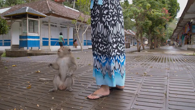 游客喂猴子视频素材