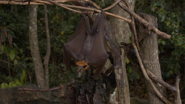 挂在树上的蝙蝠视频下载