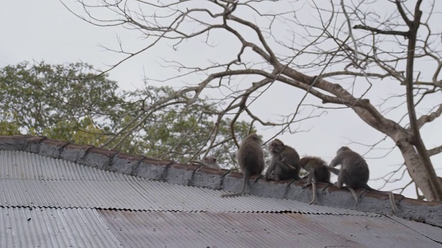 LS猴子在屋顶上视频素材