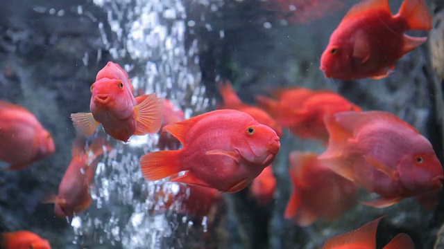 红色的慈鲷鱼，宝石红色的孔雀鱼视频素材