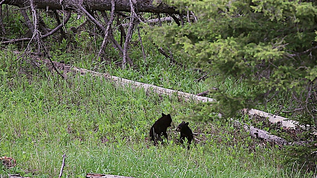 慢镜头2只小黑熊幼崽在森林的地板上摔跤视频素材