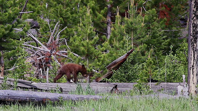 刚出生的黑熊幼崽(美洲熊)正在穿越一段倒下的木材视频素材