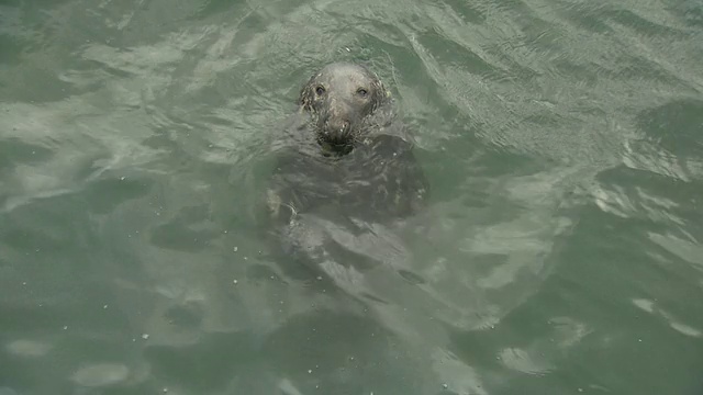 MS拍摄的海豹在海上/爱尔兰都柏林视频素材