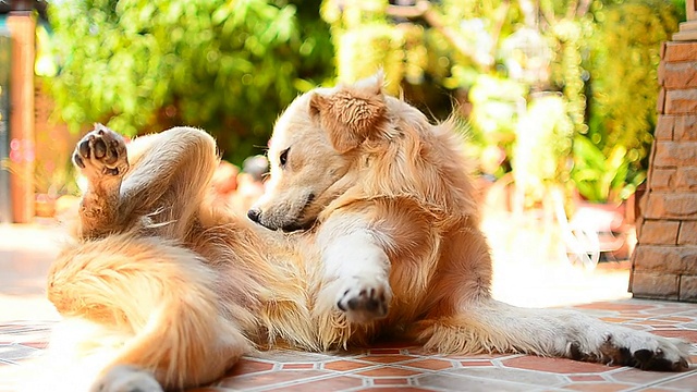 金毛猎犬在挠痒的皮肤视频素材