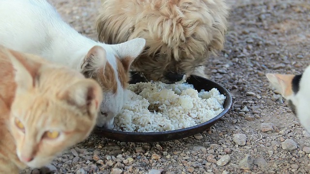 猫和狗一起吃饭。视频素材