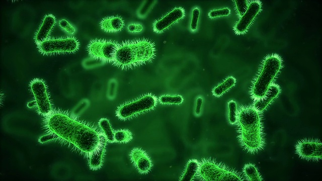显微镜下的细菌呈绿色视频下载