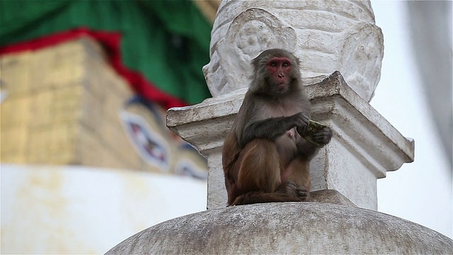 尼泊尔加德满都斯瓦扬布纳特的猴子视频下载
