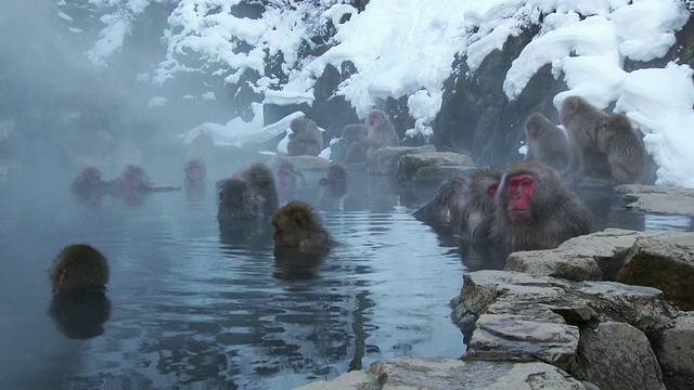 雪猴享受温泉视频素材
