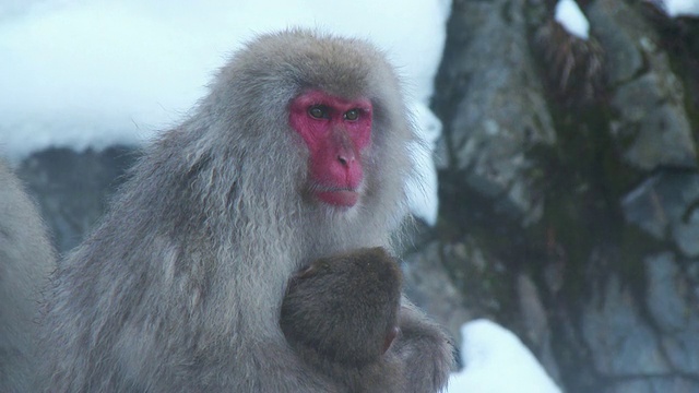 雪猴妈妈抱着宝宝视频下载