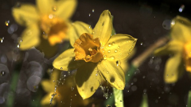 微型水仙花在雨中阵雨，慢镜头视频下载