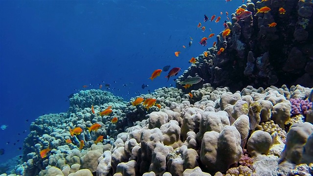 红海珊瑚礁上的一群海金鱼视频下载