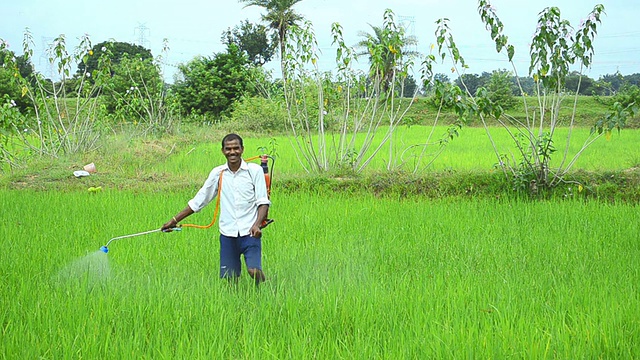 印度农民高兴地在绿色的稻田里喷洒农药视频素材