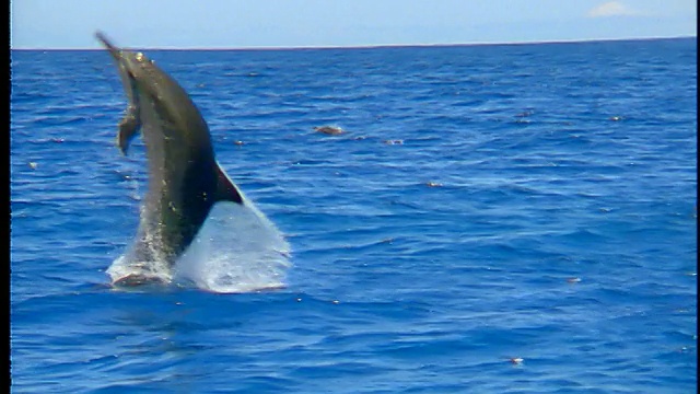 海豚跳出海洋+在空中旋转/溅起水花落回水中/夏威夷视频素材