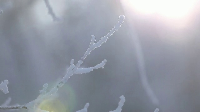 木墩山枝头的雾凇和阳光视频下载