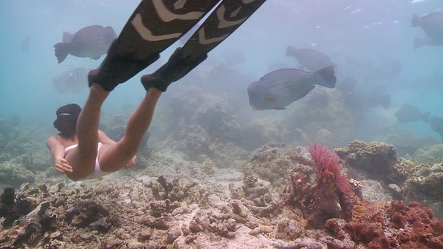 马来西亚沙巴州西巴丹，女士在一群鹦鹉中自由潜水视频素材