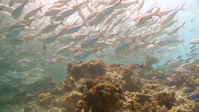 马来西亚沙巴州，女子与海龟和鱼群在珊瑚礁上自由潜水视频素材