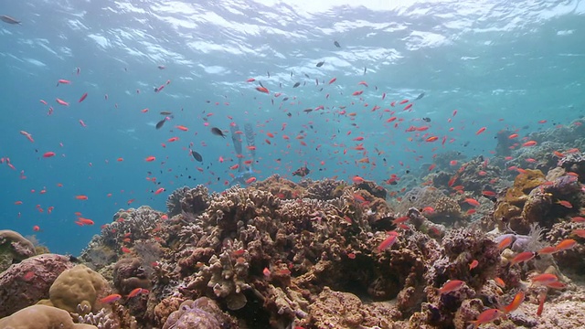 女士自由潜水在多彩的珊瑚礁/西巴丹，沙巴州，马来西亚视频下载