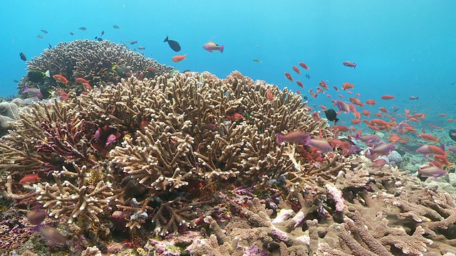 Busy coral reef女士/ Nusa lembgam, klung，印度尼西亚视频素材