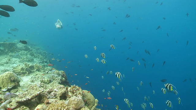 MS TS ZI女士穿着蓝色比基尼在珊瑚礁边缘自由潜水/西巴丹岛，沙巴州，马来西亚视频素材