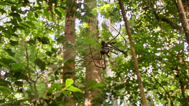 CU金球蜘蛛织网/苏拉威西岛，印度尼西亚视频素材