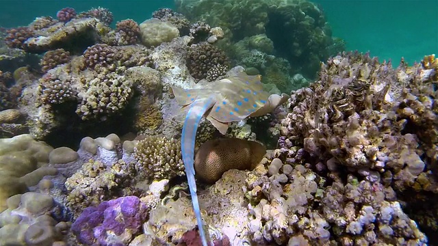 红海珊瑚礁上的带尾蓝斑鳐视频素材