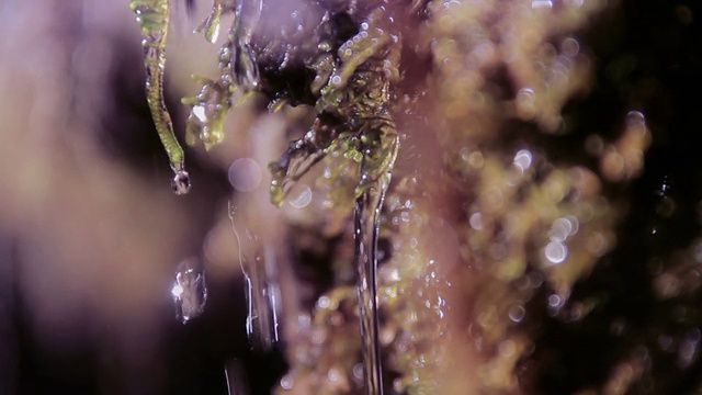 水漫过苔藓视频素材