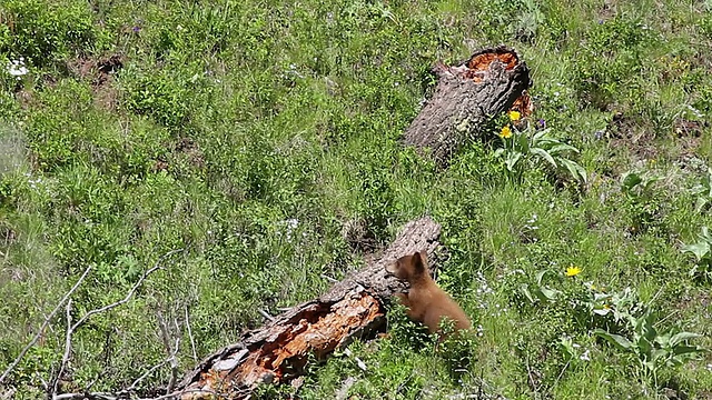 用MS拍摄2只棕熊幼崽(美洲熊)跟随母猪翻山越岭和越过原木视频素材