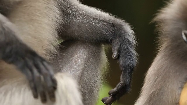 暗叶猴在哺乳视频下载