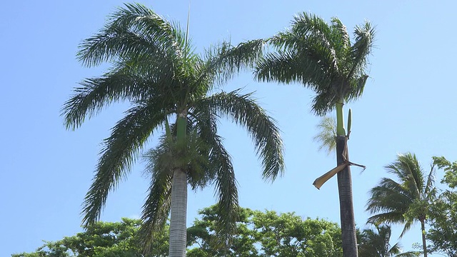 皇家棕榈:古巴的国树视频素材