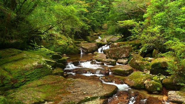 日本屋久岛的热带雨林河视频素材
