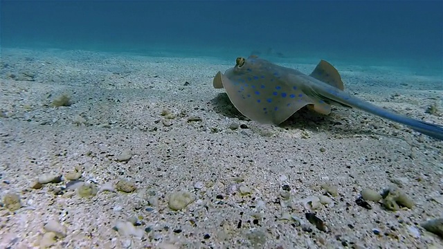 生活在红海海底的带尾蓝斑鳐视频素材