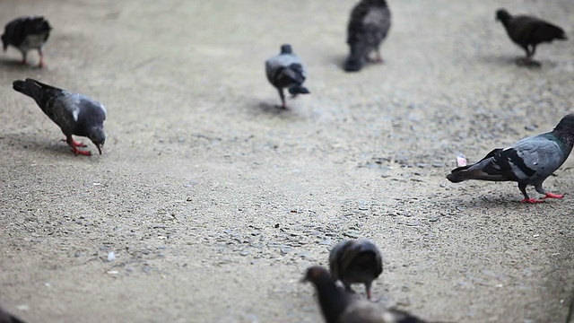 鸽子啄食顺序喂食视频下载