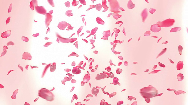 飞舞的玫瑰花瓣(可循环)视频素材