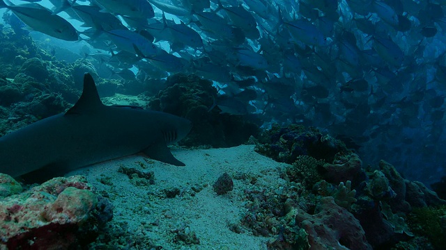 礁鲨追踪一大群杰克鱼(4K->FHD)视频素材