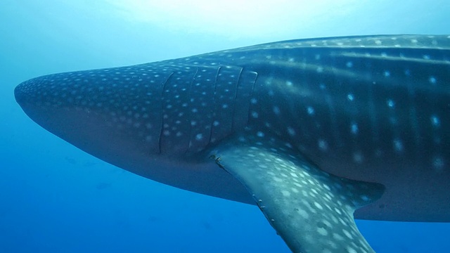 巨型鲸鲨接近摄像机(4K->FHD)视频素材