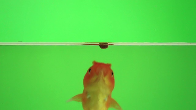 鱼在绿屏上进食视频素材