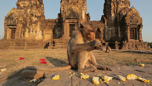 泰国华富里，泰国寺庙里的小猴子在吃水果视频素材