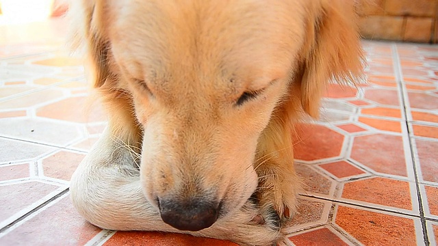 金毛猎犬在挠他的痒脚视频素材