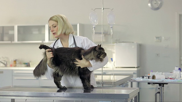 女兽医正在检查一只长毛猫视频素材