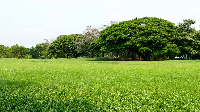 绿色的草坪和大树在绿色公园视频下载