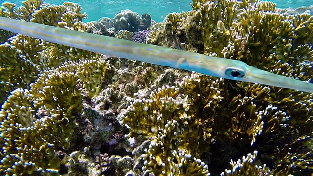 珊瑚礁上的蓝斑角鱼——马尔代夫视频素材