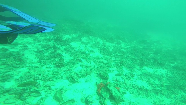潜水员沿着美丽的珊瑚礁潜水视频素材
