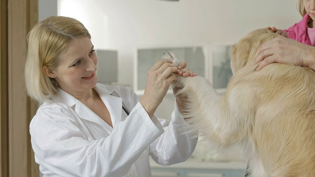 兽医正在检查一只狗的爪子视频下载