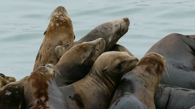 加州莫斯兰丁，一群海豹聚在一起视频下载