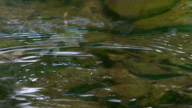 小溪中的绿色青蛙，在水下游泳，里基茨峡谷州立公园，宾夕法尼亚州视频下载