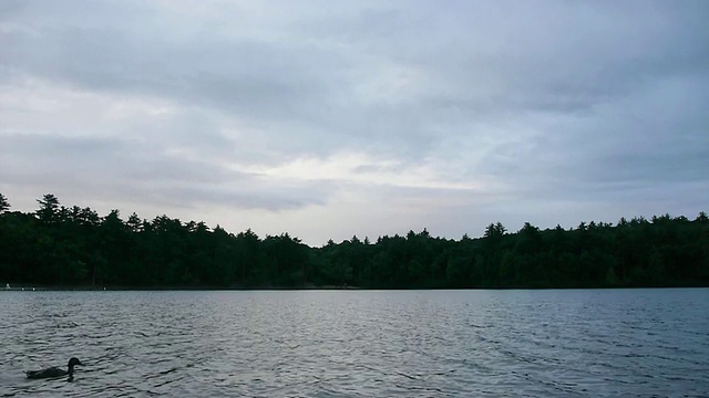 两只鸭子在瓦尔登湖游泳，康科德，马萨诸塞州，美国视频下载