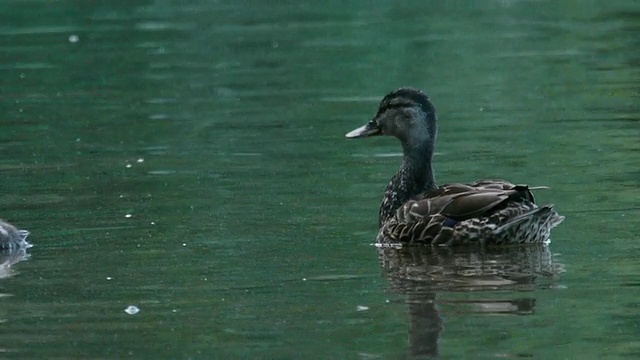 鸭妈妈和小鸭子在瓦尔登池塘游泳，康科德，马萨诸塞州，美国视频下载