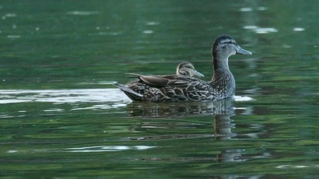 鸭妈妈和11只小鸭子在瓦尔登池塘游泳，康科德，马萨诸塞州视频下载