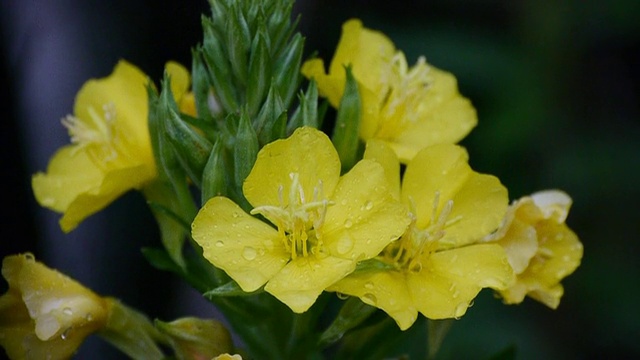 雨滴落在瓦尔登湖的黄花上，瓦尔登湖州保留地，康科德，马萨诸塞州视频下载