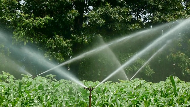 CU旋转喷灌器在农场灌溉作物视频下载